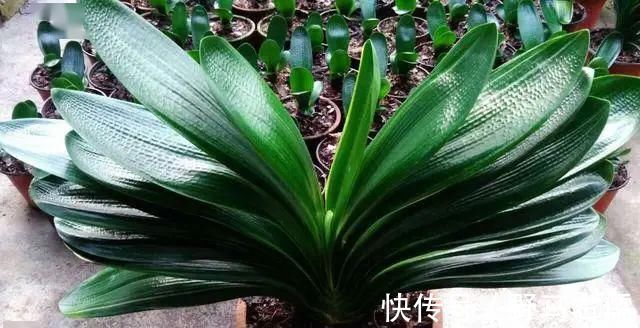 富贵竹|爱喝“啤酒”的4种花，隔几天喝1杯，不施肥也呼呼长