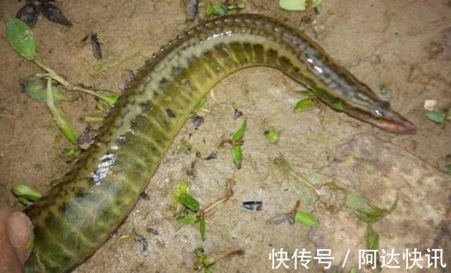 渔翁|潮州东溪河“巨型刺鳅王”被钓起，钓鱼反馈：太大了，不敢吃