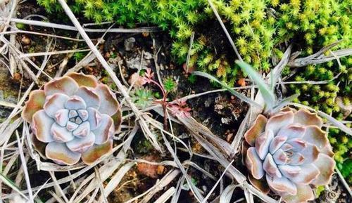 三月出门逛一逛,看到这些“垃圾”,捡回家都是养花“宝贝”