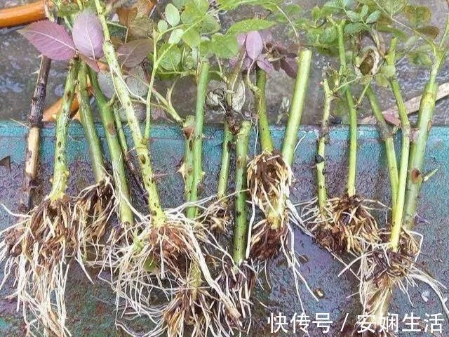 达克宁软膏|1粒小药片，碾碎丢水里，花像吃了兴奋剂疯长