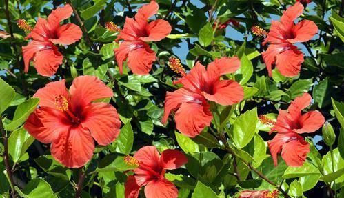 5种漂亮花，阳台养一盆，四季有花赏，新手也会养！