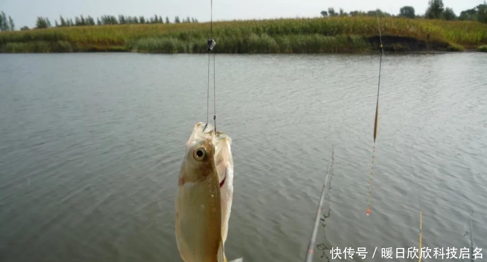 硬度|子线使用不当而导致跑鱼，真正的原因有这些，你知道吗？