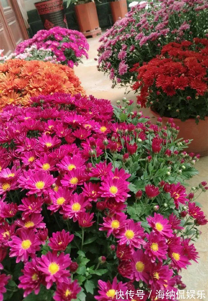 枝条|急性子养的6种花，长的快、爆花多，1盆能开大半年！