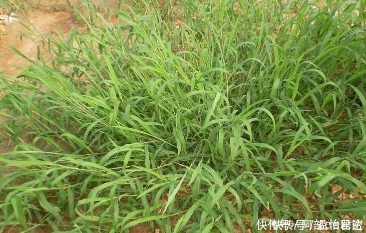 十个人九个腰痛,用此野草泡水喝,宣肺止咳,明目,早喝早好