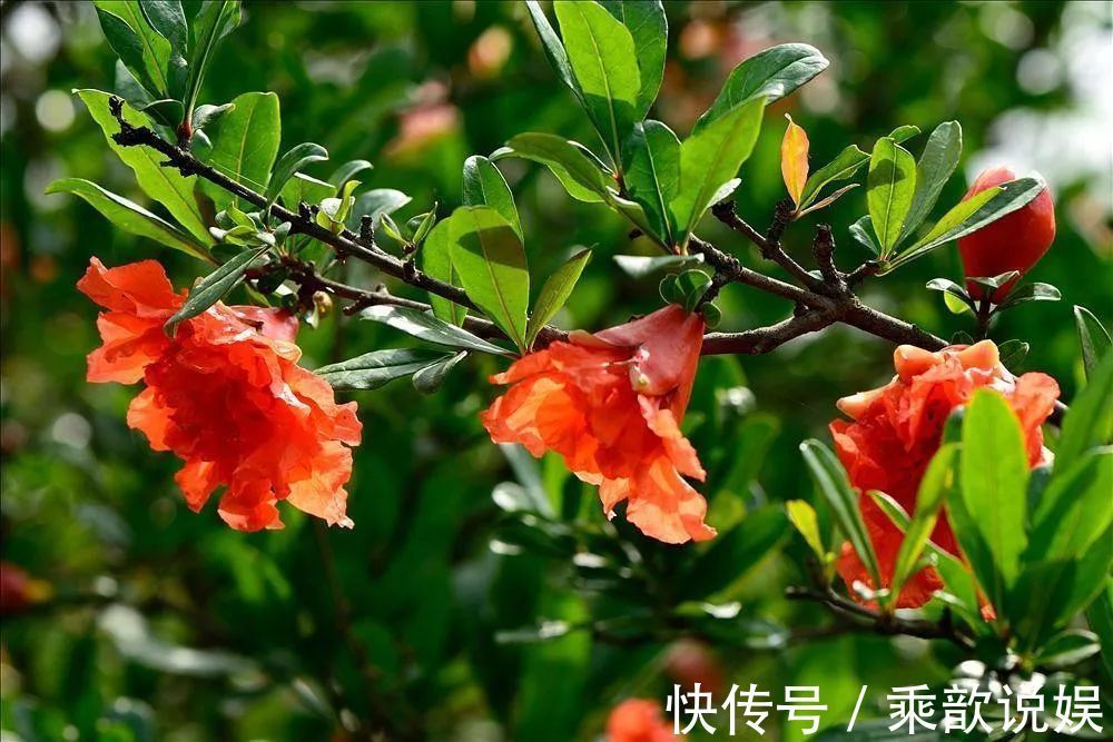 此花|此花一棵树上会出现两种性状的花，是多子多福的象征，吉祥的花