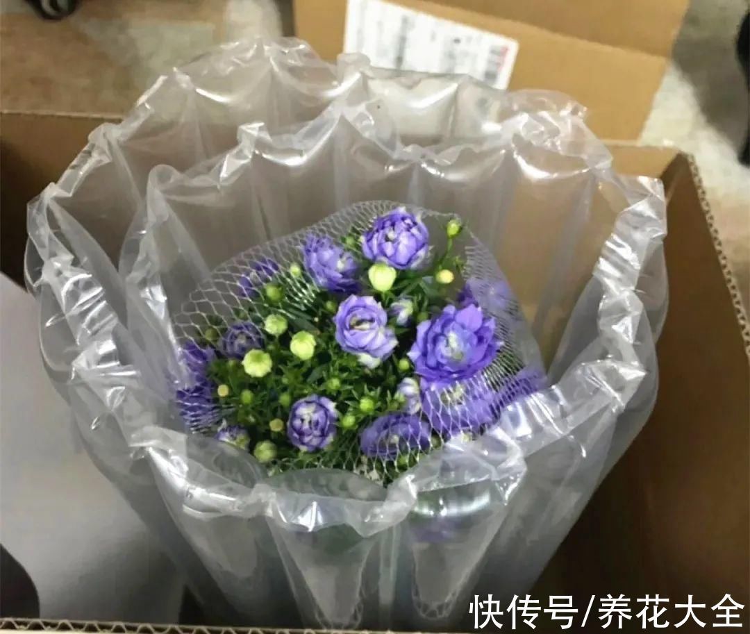 今冬最火网红花,密密麻麻“风铃”花苞,气质十足有格调