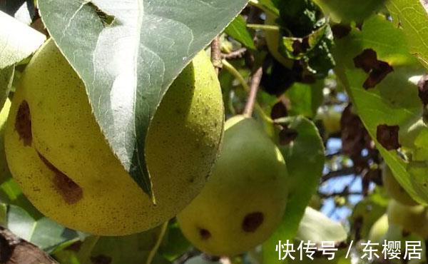 日灼病|把梨树种成这样也是服了,本来是完全不会发生的,现在基本无救了
