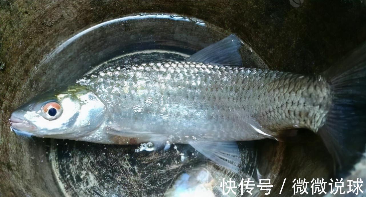 俗称“野草鱼”,过去河中随便抓,如今野生少见,运气好才能吃到