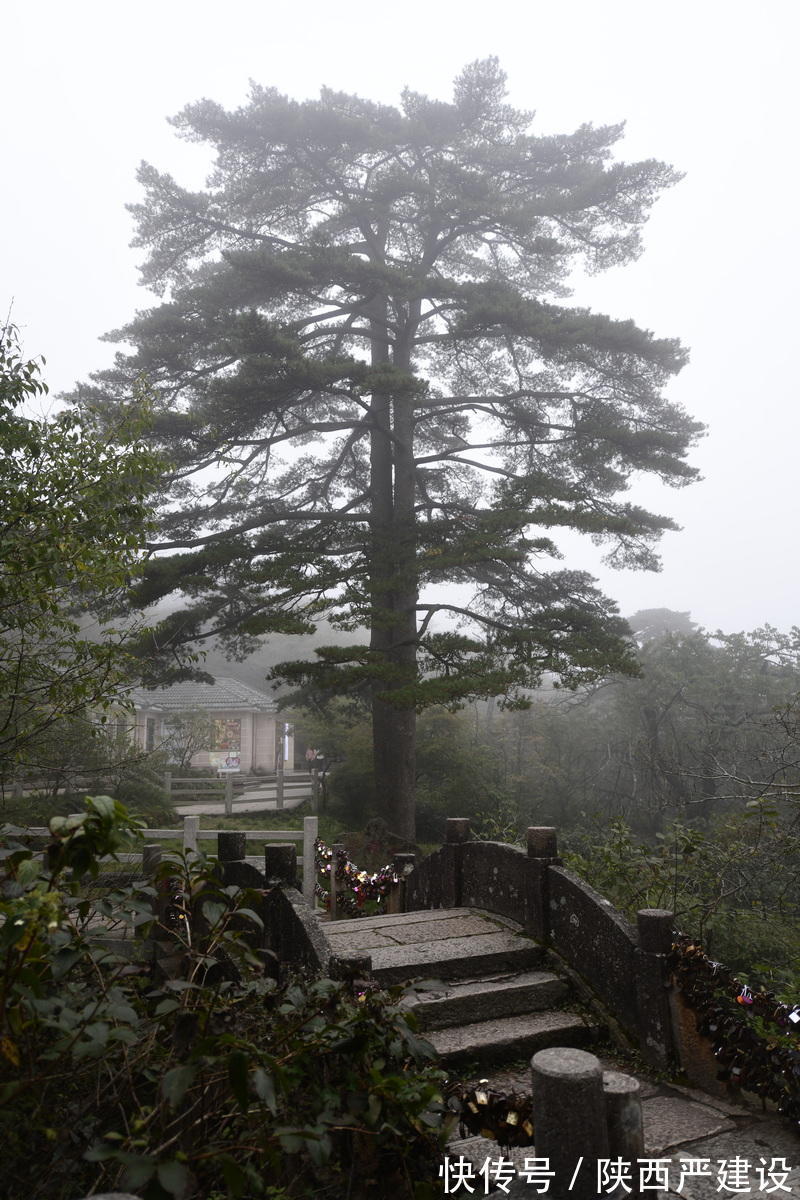 黄山|薄云浓雾游黄山宛若仙境【严建设】