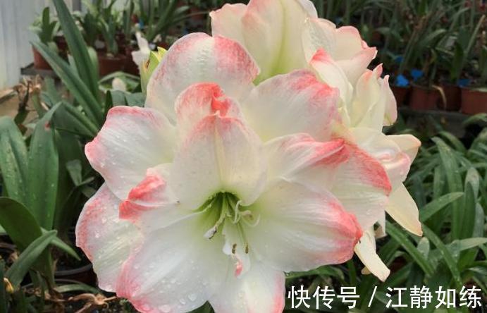 养花草十年了，朱顶红我只选这几种，好养还很好看