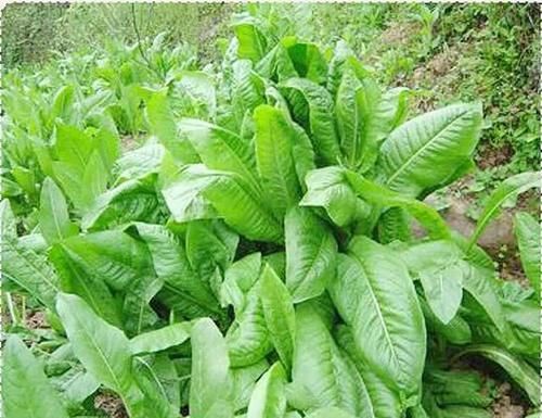  莴笋和莴苣有区别吗？怎么区分？