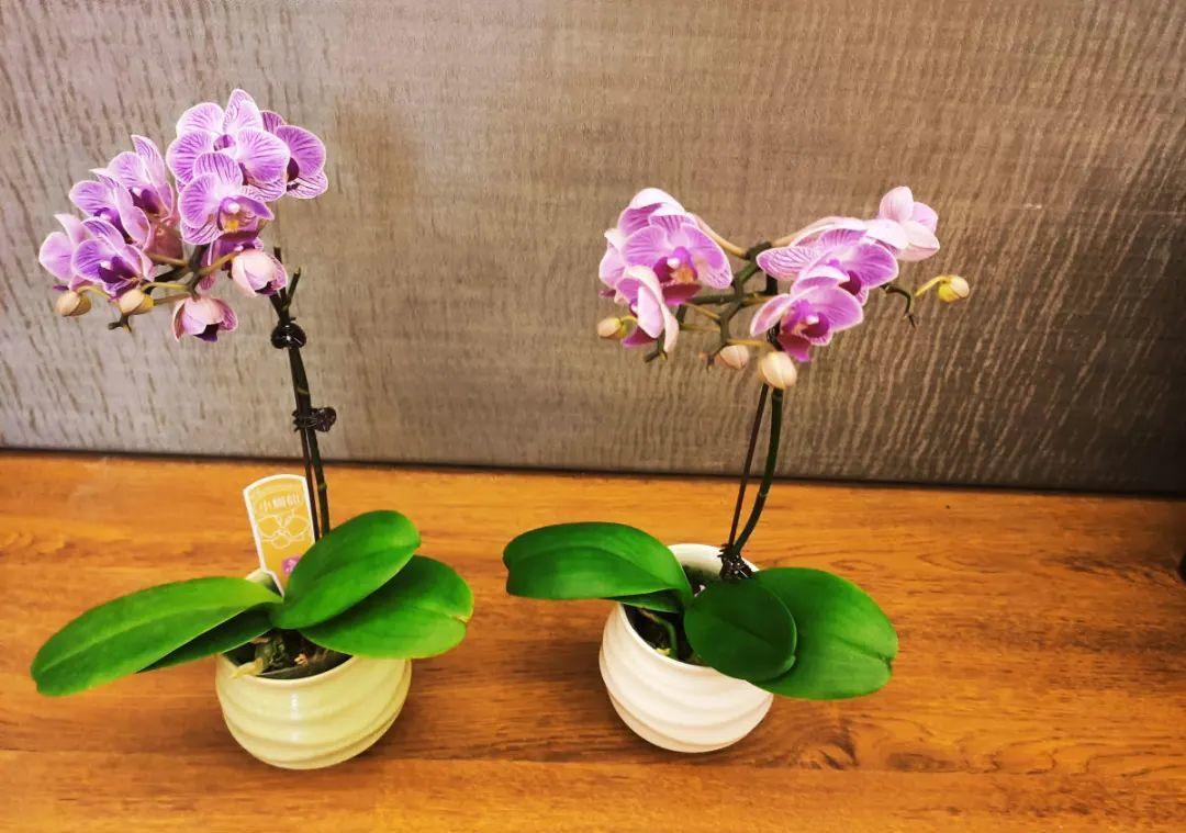 最小的盆,养最牛的花,还能开爆盆,真牛!