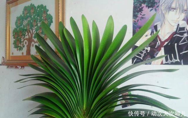 肉质根|做好“2件事”,君子兰根肥,新叶多,年年开“爆盆”