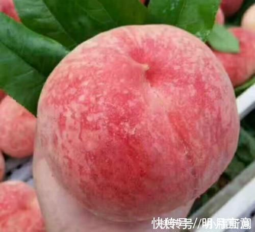 碳水化合物|怀孕时吃桃子会失去宝宝?是民间谣言还是事实?不放心都来看看