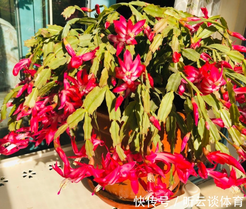 花芽|蟹爪兰长出这种叶子,立马掰掉它,嗖嗖冒花苞!