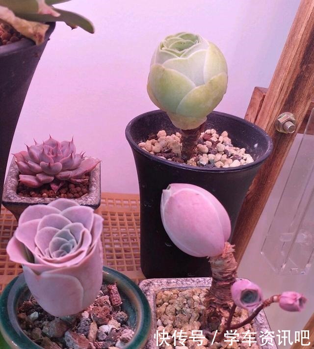 1种多肉“玫瑰”,做成“手捧花”高颜值,养成老桩更加漂亮!