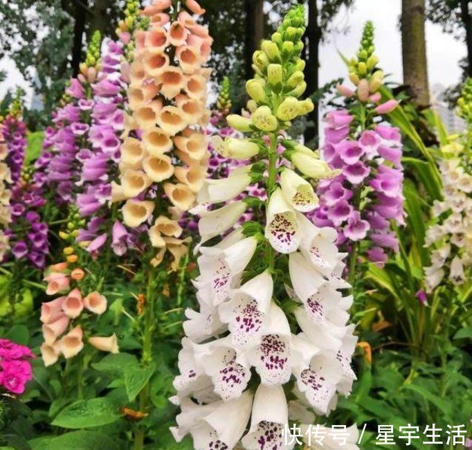 新手|适合阳台养护的几种花卉，新手也能养爆盆，阳台开成小花园