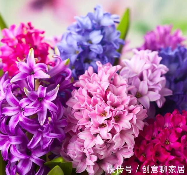 插土就能活!大半个月不用浇水,繁殖掐枝就能活,适合懒人