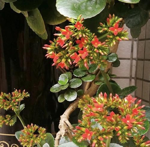 养10年的长寿花,变成“老桩”了,用2个方法1个经验,养好开花旺