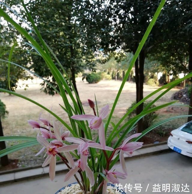 养兰花，牢记3点，兰花不烂根，不腐芽，猛发壮苗，花朵呼呼开