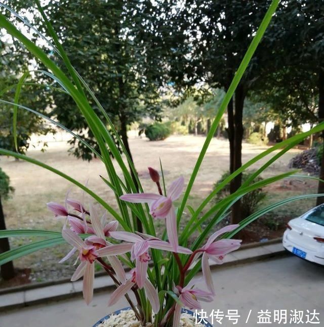 养兰花,牢记3点,兰花不烂根,不腐芽,猛发壮苗,花朵呼呼开