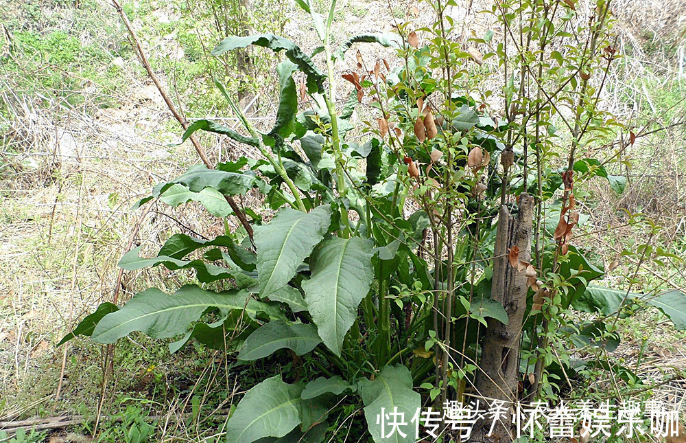 草酸|人称“野菠菜”，曾是穷苦人的救命野菜，如今15元一斤成抢手货