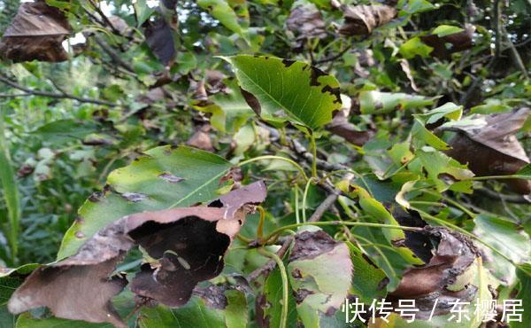 日灼病|把梨树种成这样也是服了,本来是完全不会发生的,现在基本无救了