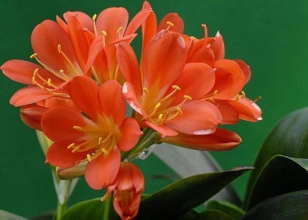 休眠期|君子兰“夹箭”怎么办叶片“扒拉扒拉”，来点肥蹿得高开花红艳