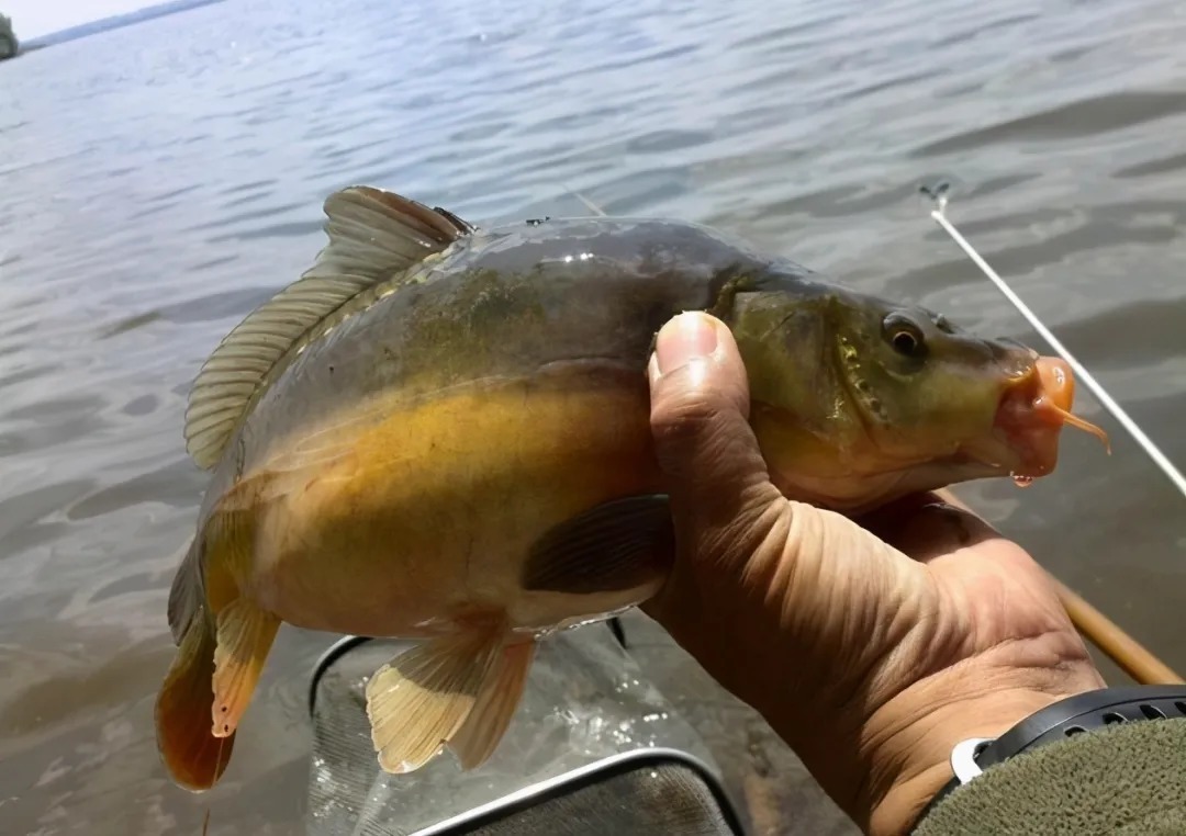 冬季浮漂信号小?3大绝招放大你的浮漂信号