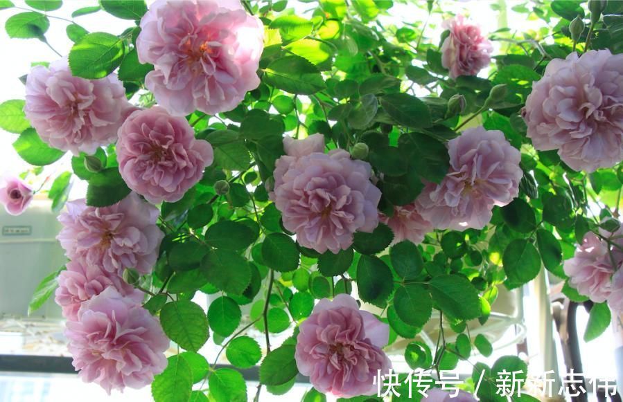 绣球花|此4种花,四季开花,花多易爆盆,香气四溢
