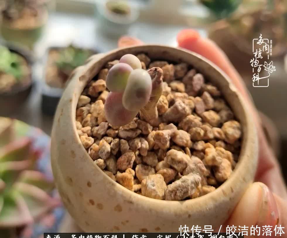 从无到有，四年坎坷多肉路，沉迷肉海难以自拔！