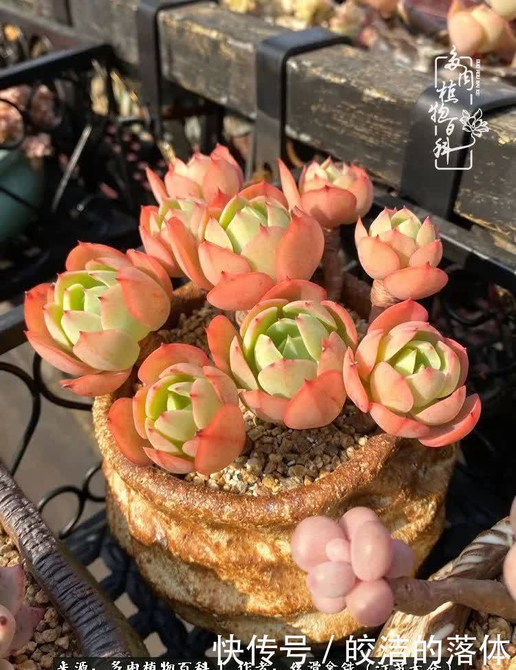 阳光露台多肉,天时地利人和!美肉知时节,当春乃发生!