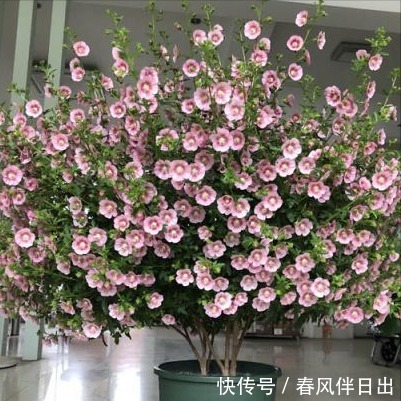 小木槿的“棒棒糖”,3月做好4件事,花比叶子密,灿烂180天