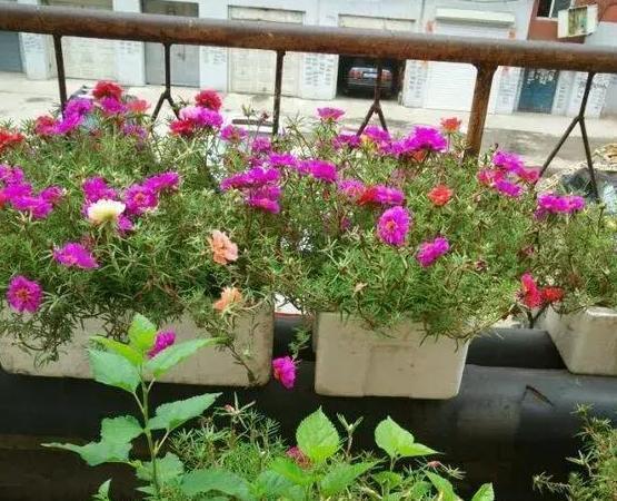 养花神器泡沫箱这般制成自动浇水箱、堆肥箱,省劲、实用!