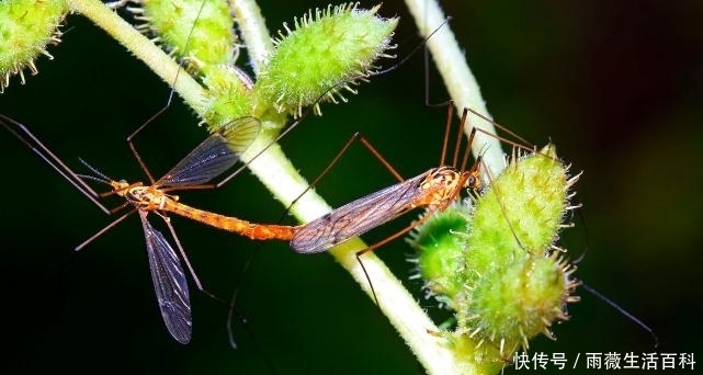 农村几种“明星级”的中药材,冬天适合采收,你认识几种?
