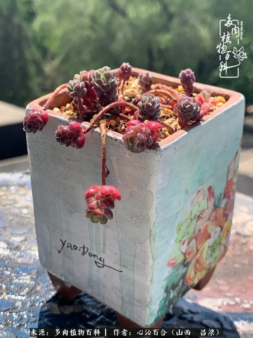 夏季的多肉,绿色才是主色调!努力呵护,期待绽放的那一刻!