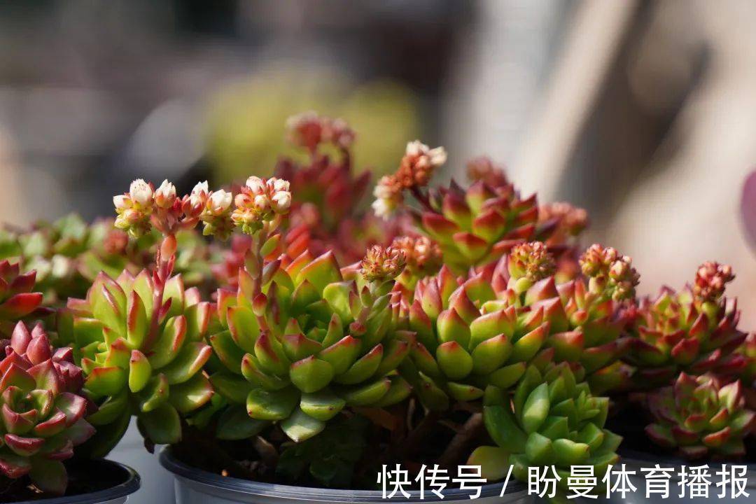 养多肉该照顾好这5点,一旦犯懒,盆栽越养状态越差