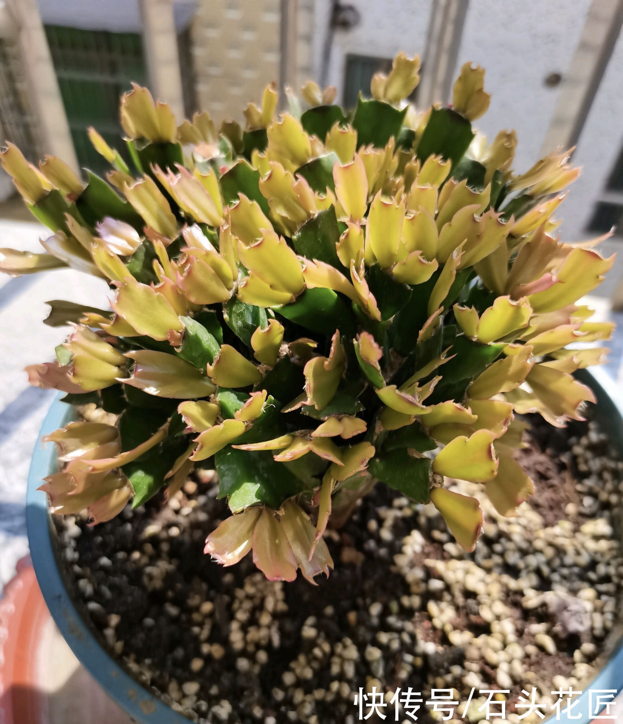 3月养蟹爪兰、长寿花，用对肥料、放对位置，新叶新枝能“翻倍”