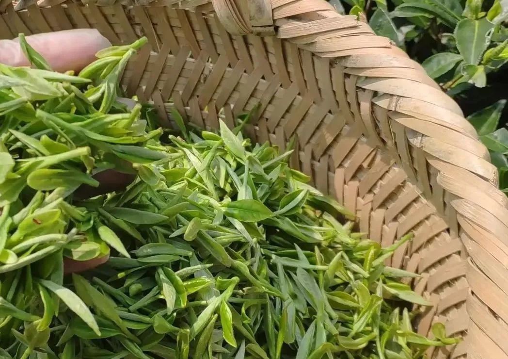 定制|多年转化后,为什么枣香成了寿眉饼茶的专属定制?