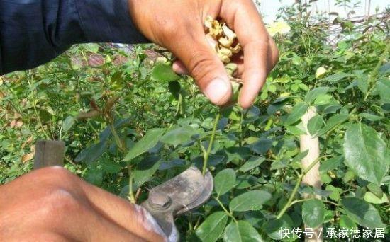  枝条|盆栽开花越来越小？只要春季修剪好，花儿多又大