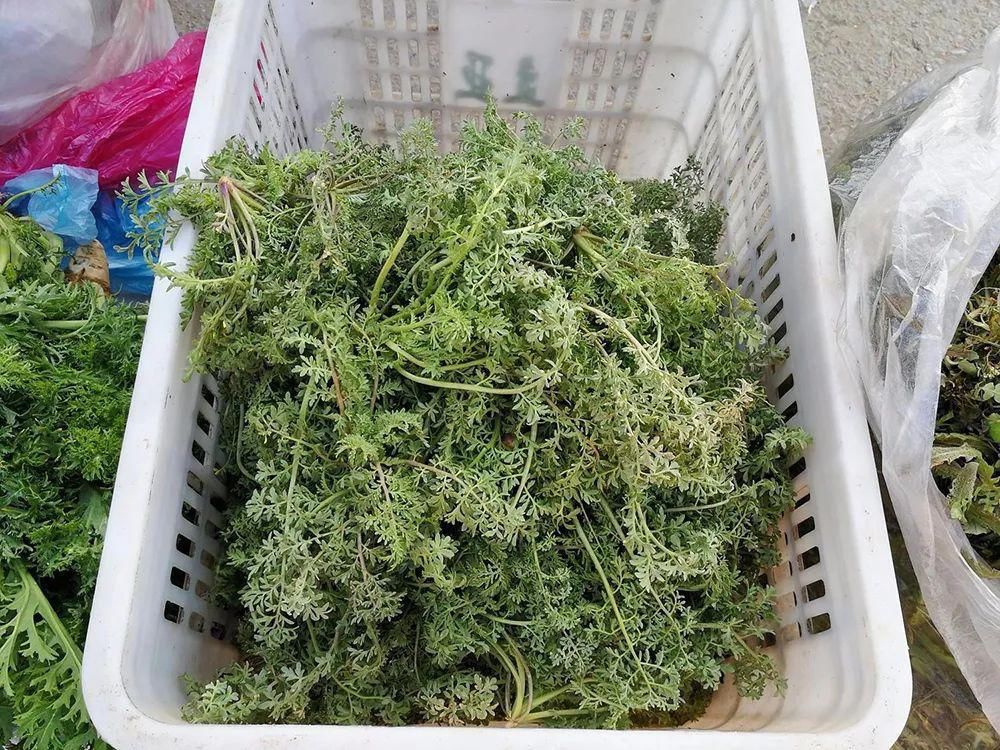长得像艾草，古时是救命野菜，如今成麦田恶草，但见到请别错过