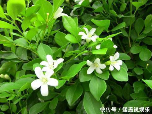 九里香|晚上失眠，就养“这花”，香味扑鼻，一觉睡到天亮，别不养