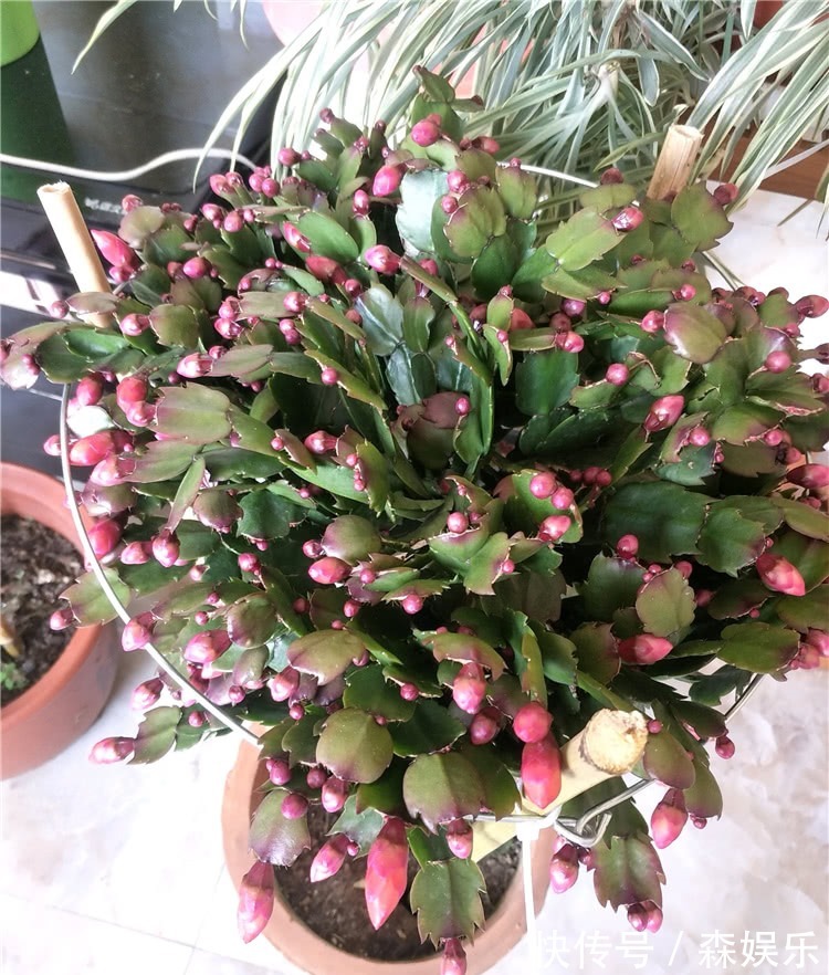 蟹爪兰砧木快被抽干,给它“打点滴”,砧木复壮快,蟹爪兰开花旺