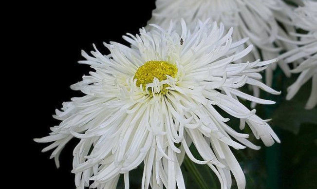 美丽|喜欢玫瑰,优选“精品玫瑰”玛利亚,花开粉粉嫩嫩,可爱美丽