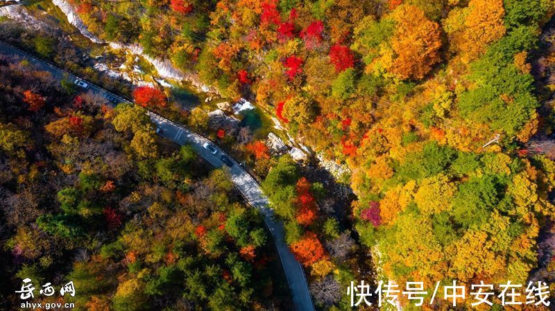 大别山|“岳西红”，大别山迎来绝美秋景