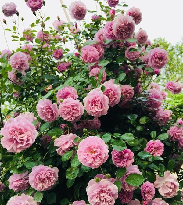 好看|这种花,一年至少“3季花”,花量大,人称开花机器,好看又好养