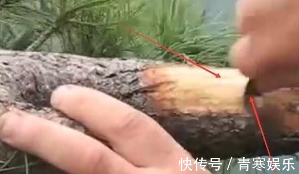 舍利|白骨森森,的舍利松树盆景图解,10图10个步骤,为大家解惑