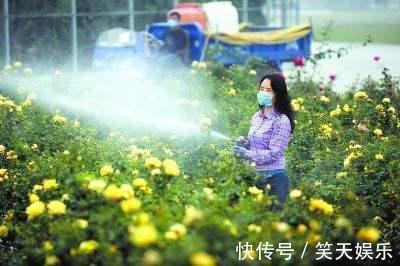 小花|月季冒出花蕾,却被“蚜虫”包围,学会这几招,1个月消灭病虫害