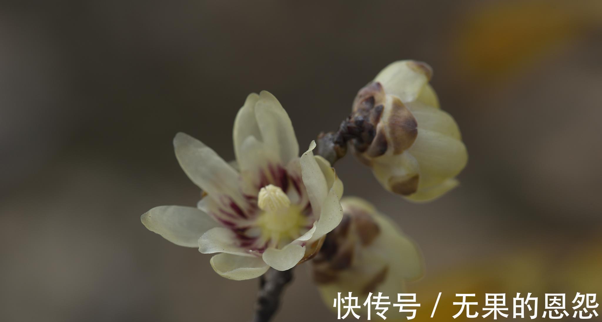 三角梅|进入秋天,10种花很喜欢磷酸二氢钾,早点喂饱,好处多多