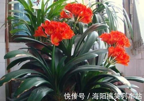 君子兰长得慢、不开花?2种肥扔盆里,注意几点,轻松开爆盆